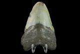 3.35" Fossil Megalodon Tooth - North Carolina - #131601-2